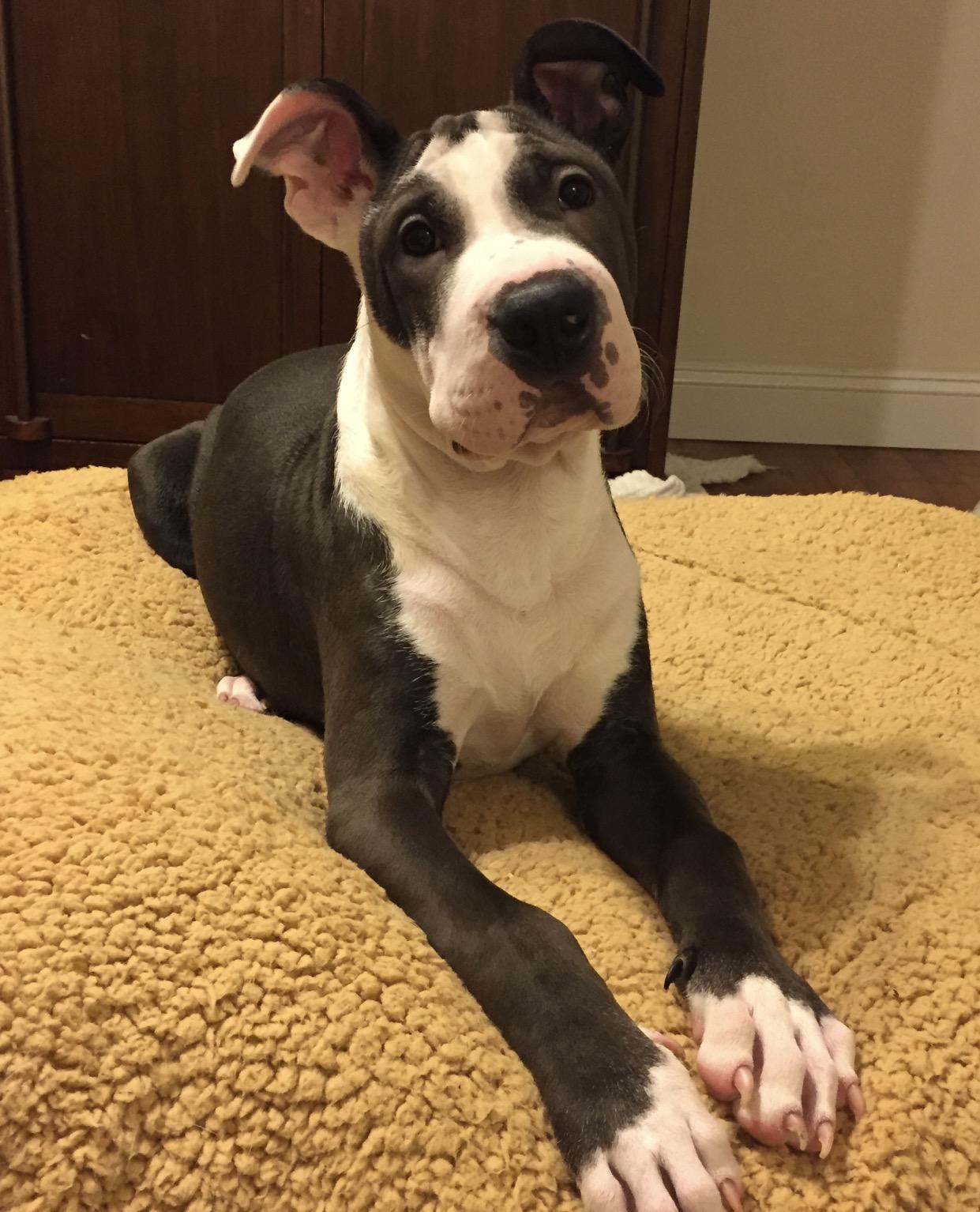 Groot, Adoptable, Adult Male Great Dane.