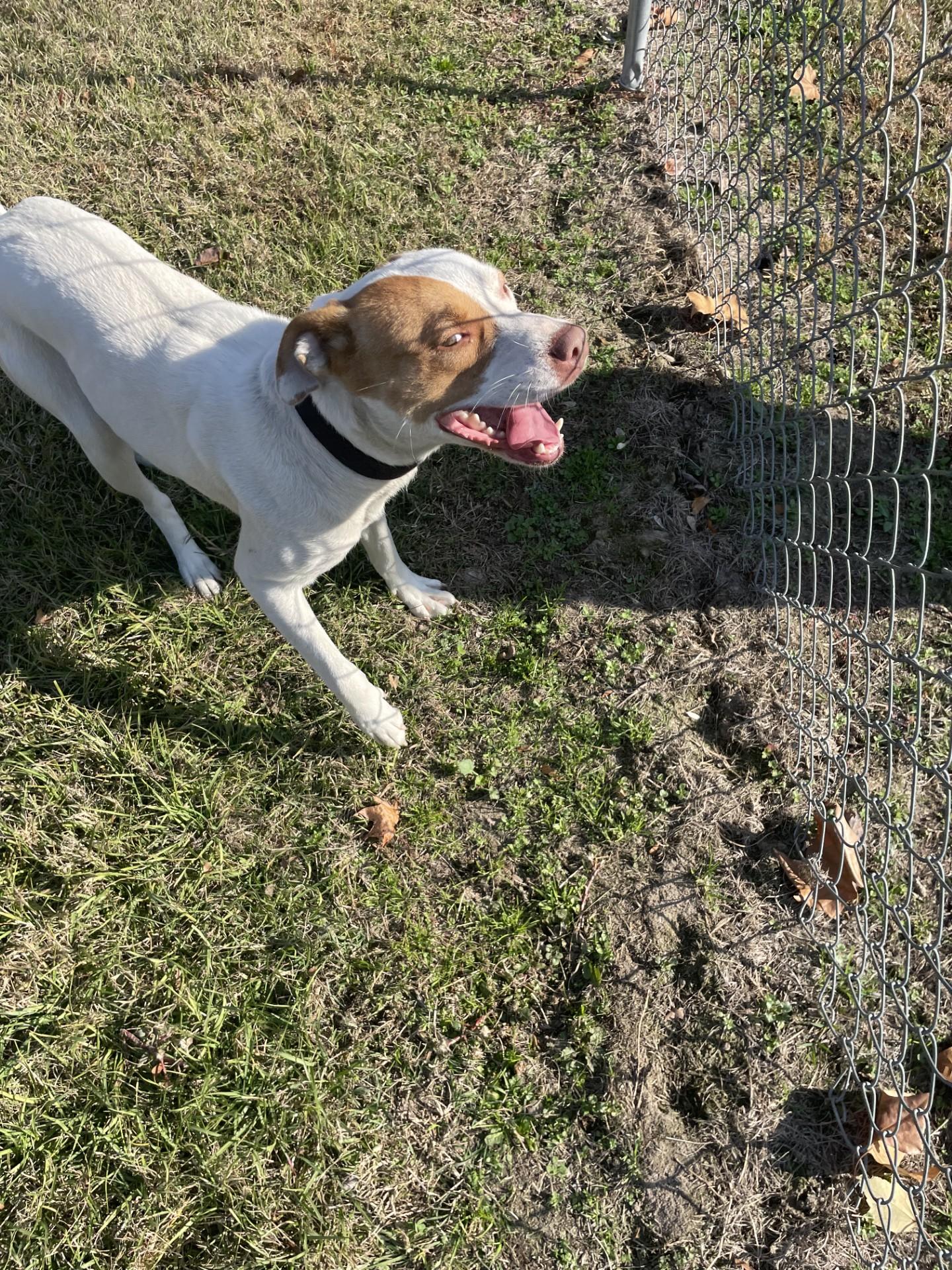 Firefly111380, a Adoptable mixed breed in Rocky Mount, NC image 1/4