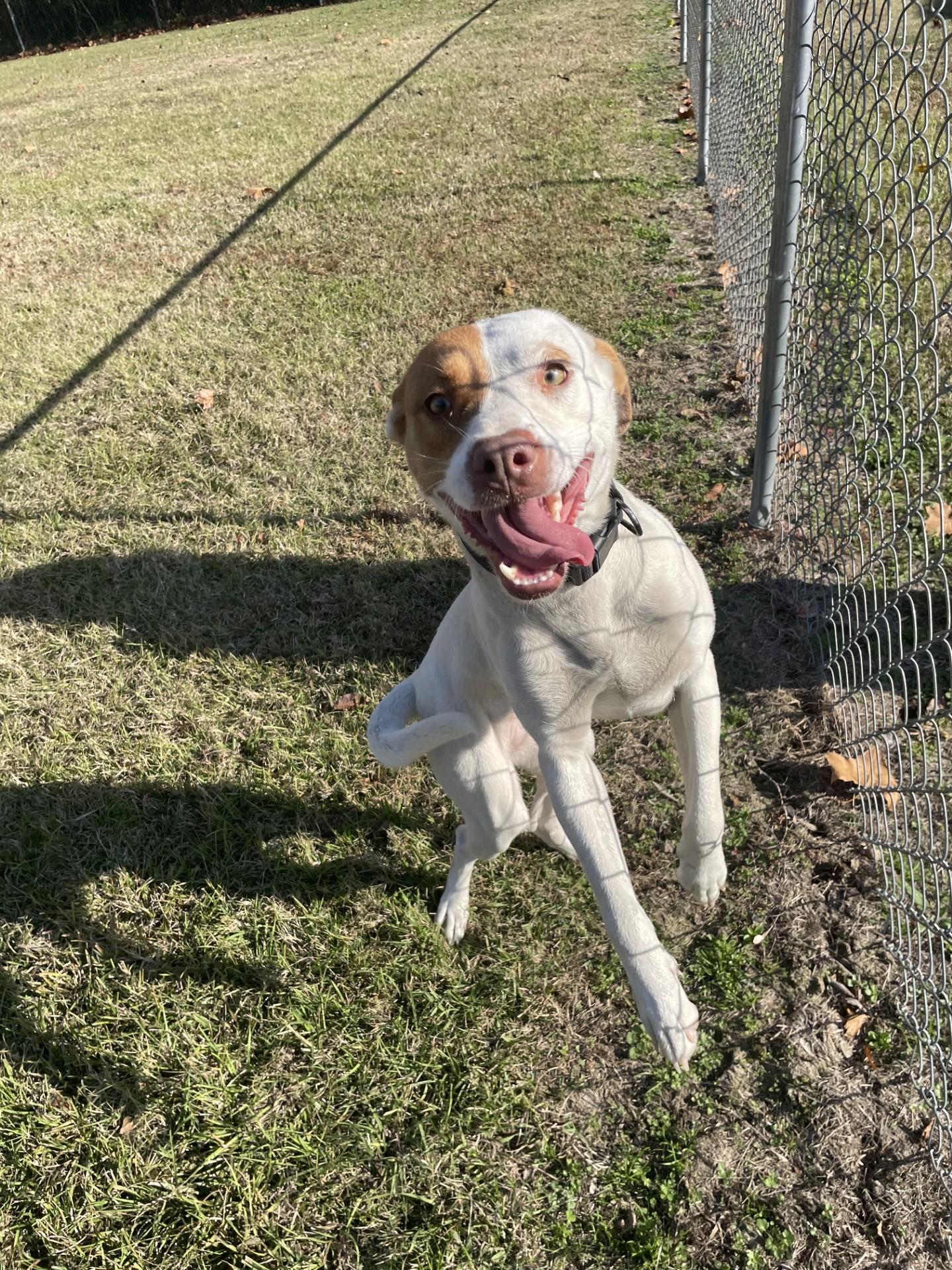 Firefly111380, a Adoptable mixed breed in Rocky Mount, NC image 2/4
