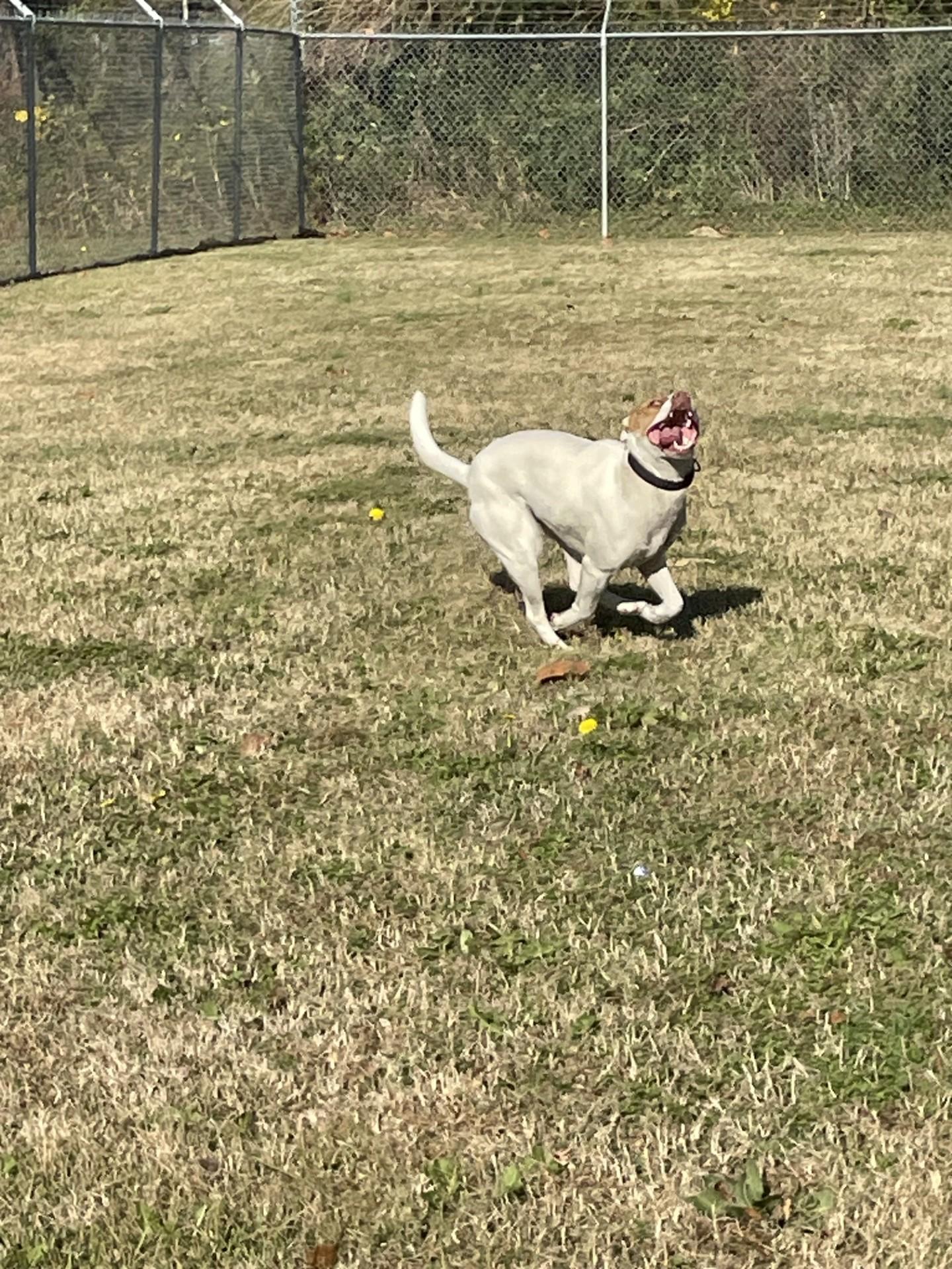 Firefly111380, a Adoptable mixed breed in Rocky Mount, NC image 3/4