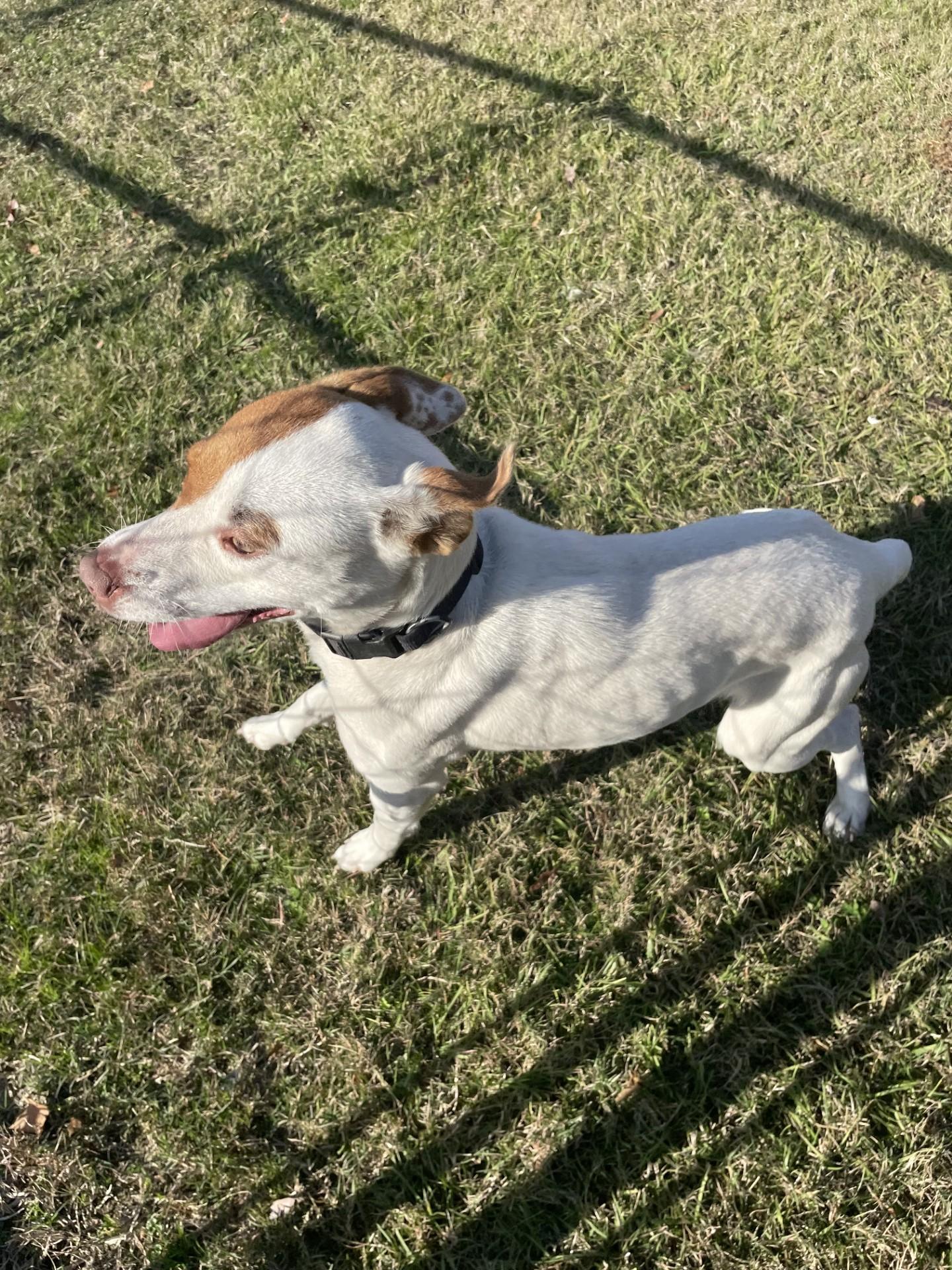 Firefly111380, a Adoptable mixed breed in Rocky Mount, NC image 4/4