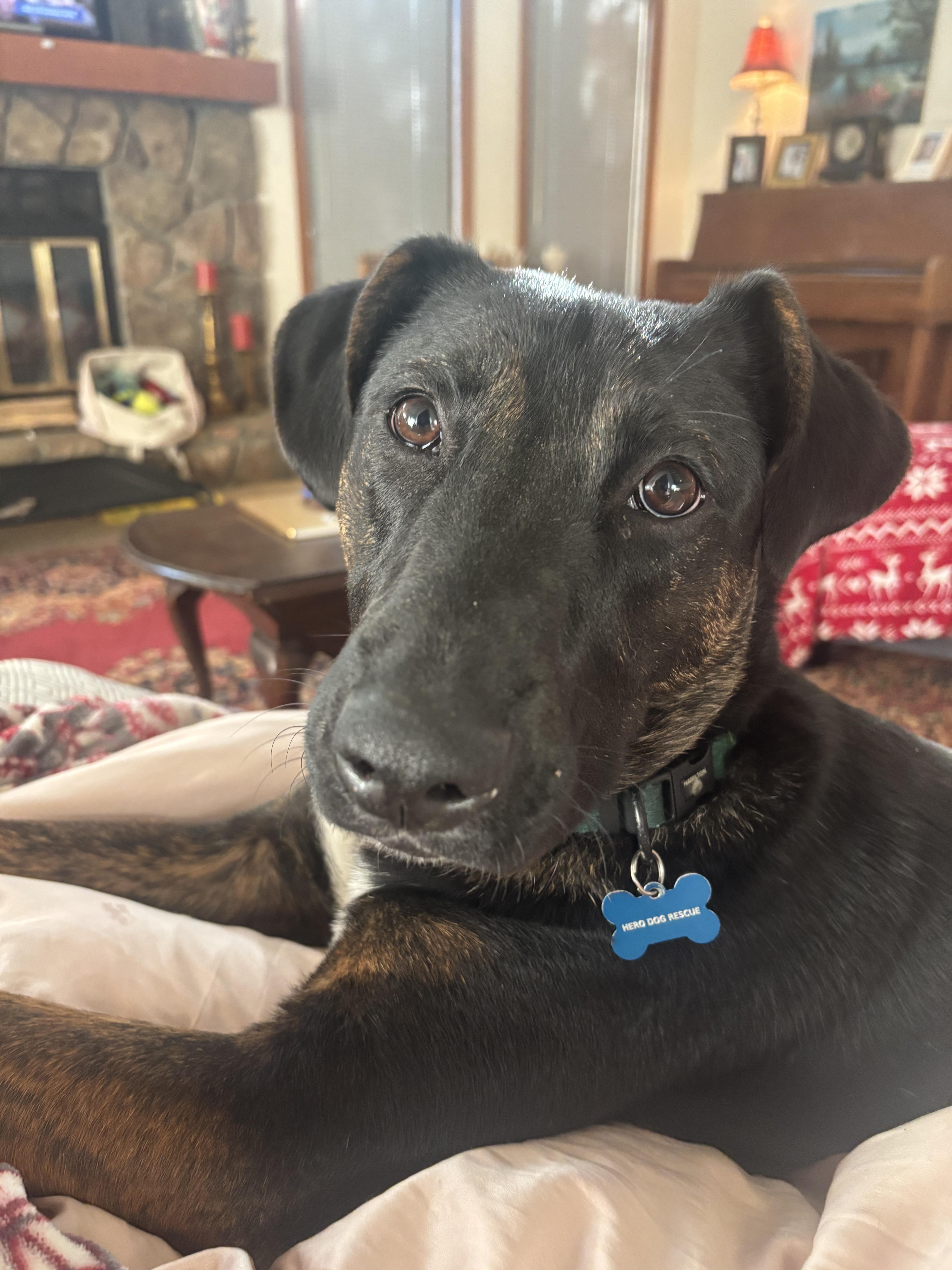 Enlarge Frazier, an adoptable mixed breed in Cumming, GA image 6/6
