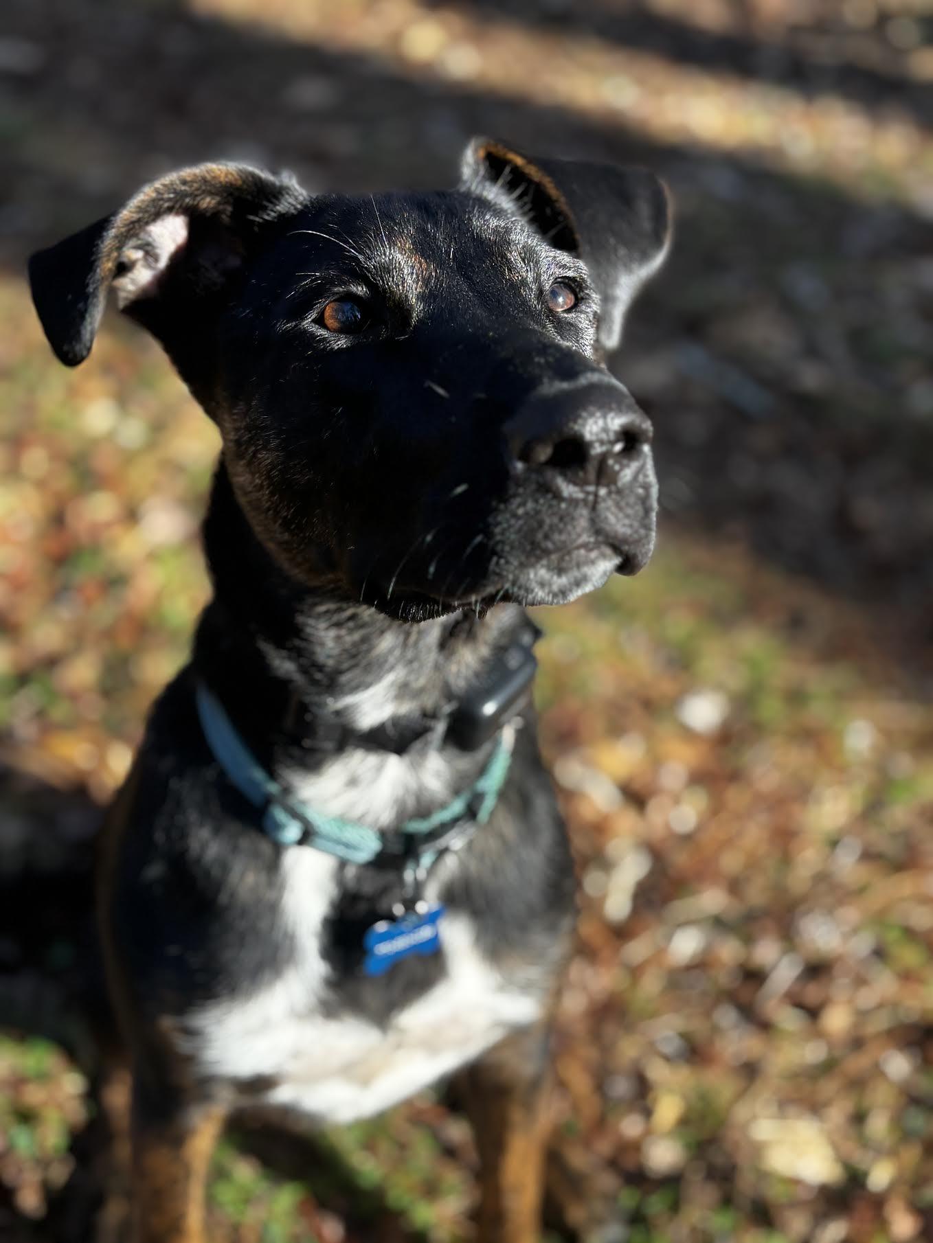 Enlarge Frazier, an adoptable mixed breed in Cumming, GA image 3/6