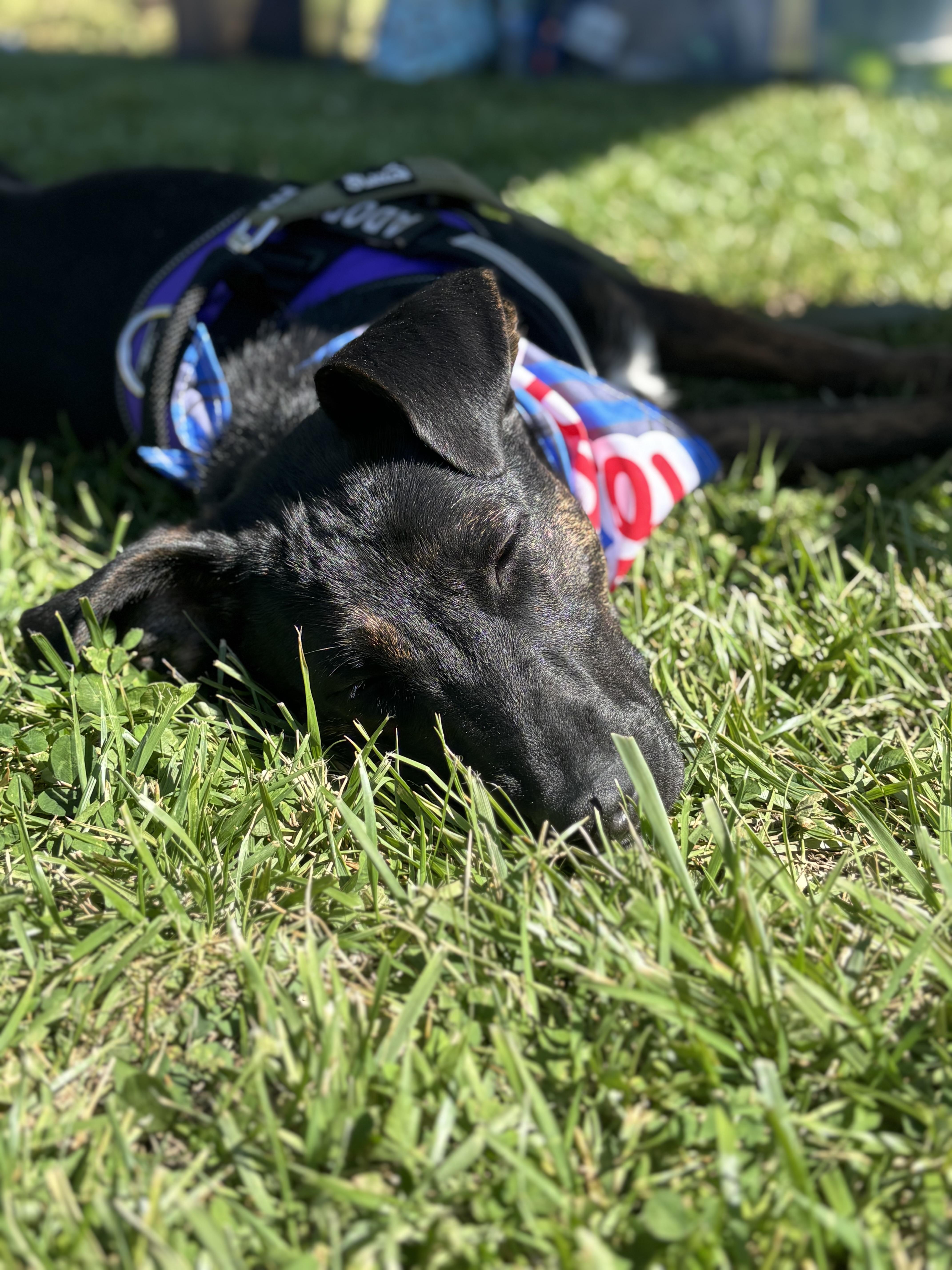 Enlarge Frazier, an adoptable mixed breed in Cumming, GA image 5/6