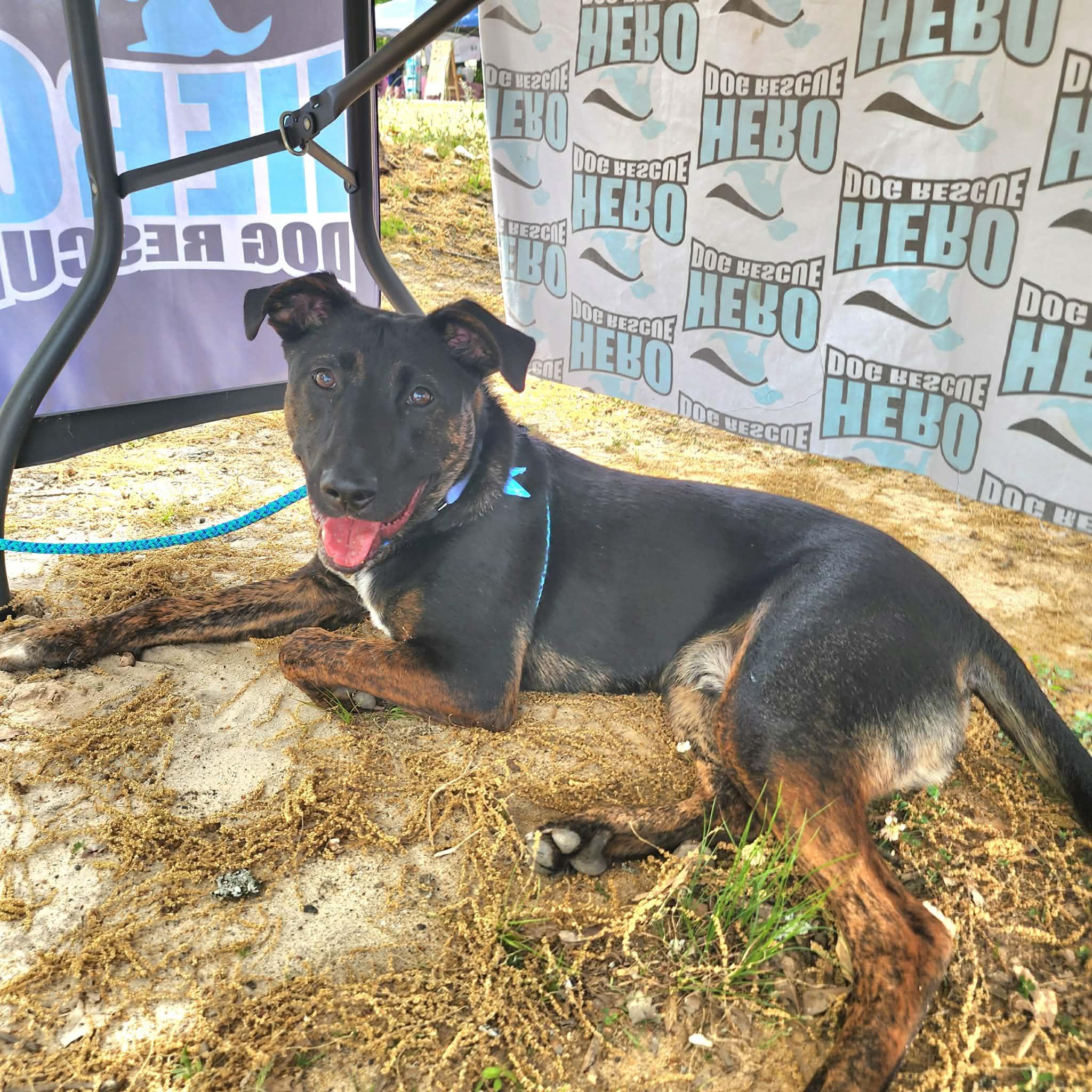 Enlarge Frazier, an adoptable mixed breed in Cumming, GA image 2/6