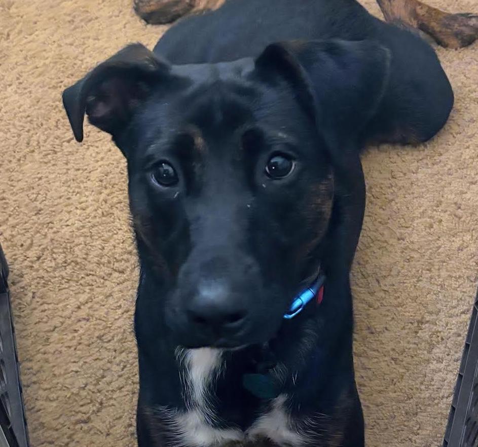 Frazier, adoptable, Young Male Shepherd & Terrier.