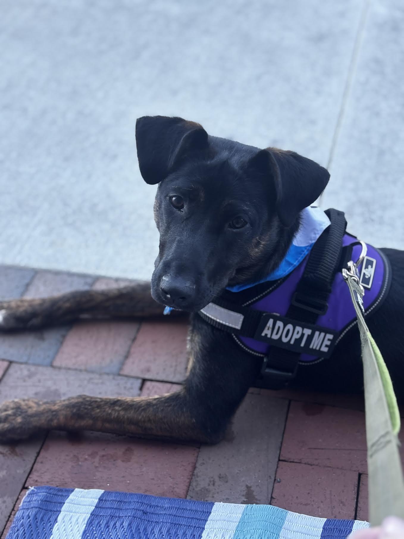 Frazier, adoptable, Puppy Male Belgian Shepherd / Malinois & Terrier.