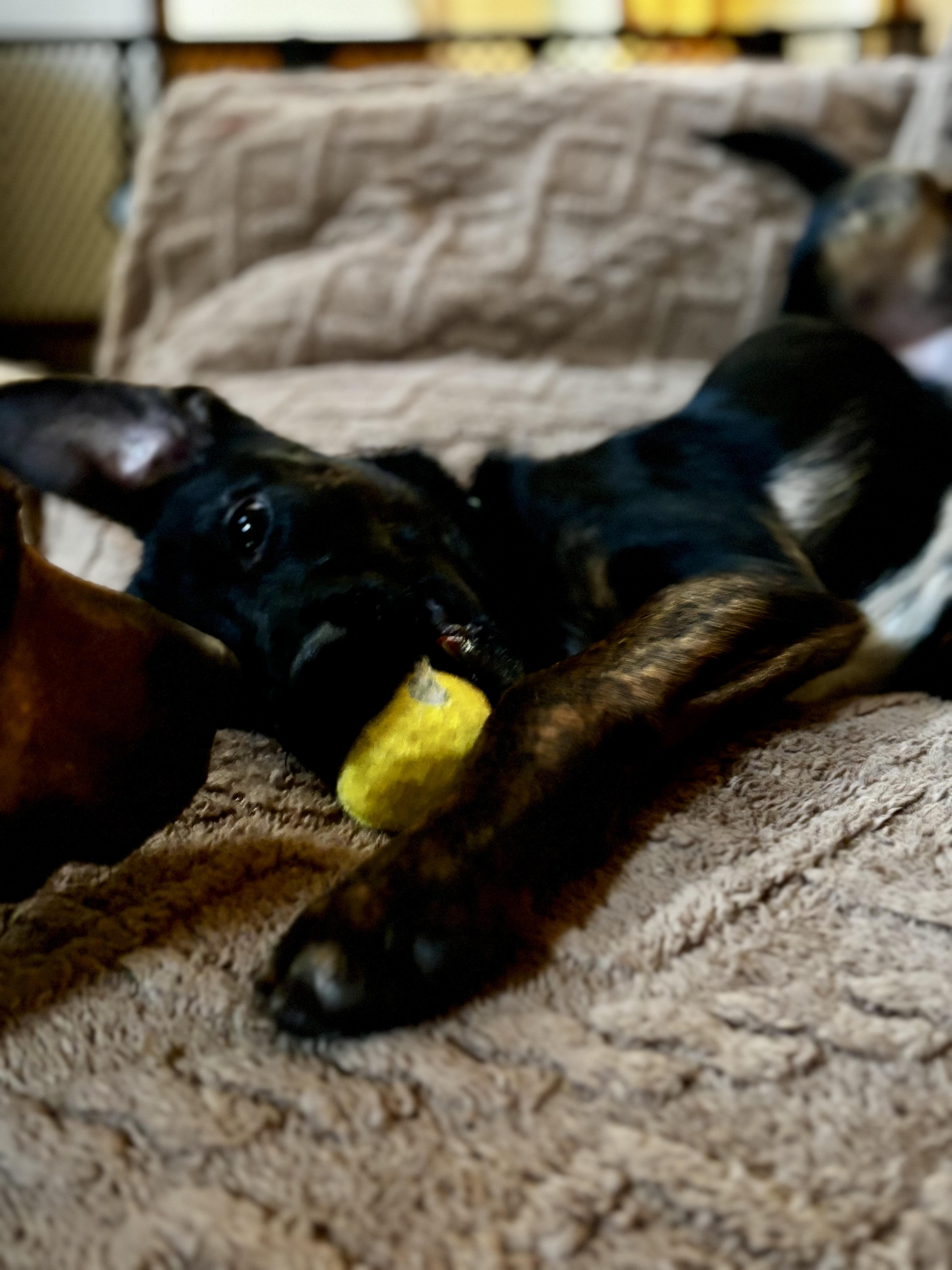 Enlarge Frazier, a ADOPTABLE mixed breed in Cumming, GA image 4/6