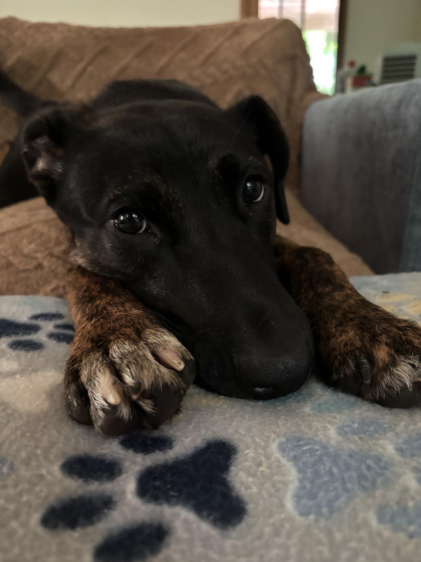Frazier, an adoptable mixed breed in Cumming, GA image 2/6