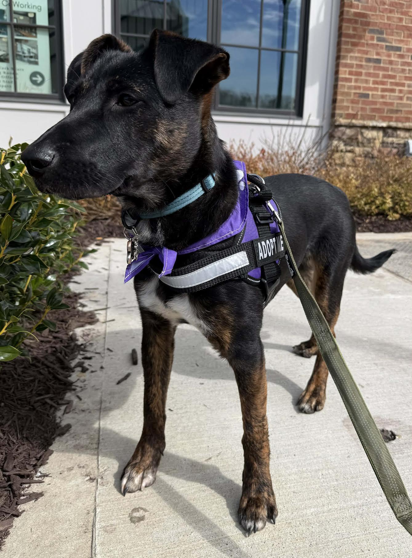 Enlarge Frazier, an adoptable mixed breed in Cumming, GA image 5/6