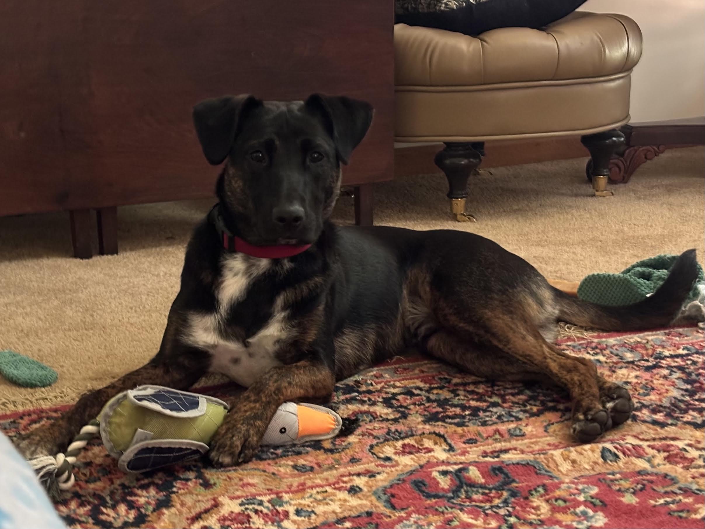 Frazier, an adoptable mixed breed in Cumming, GA image 3/6