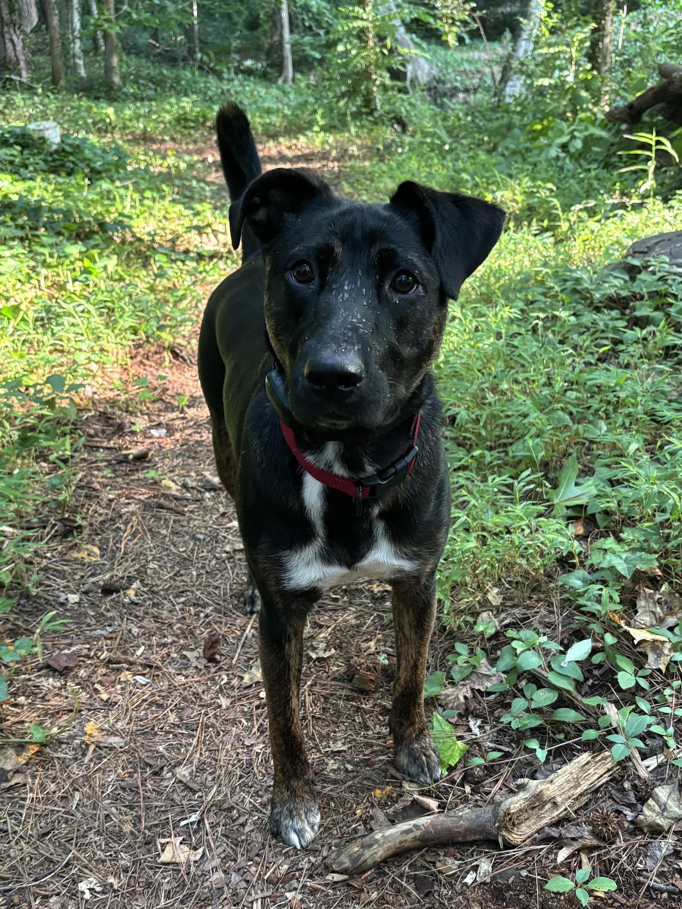 Frazier, an adoptable mixed breed in Cumming, GA image 4/6