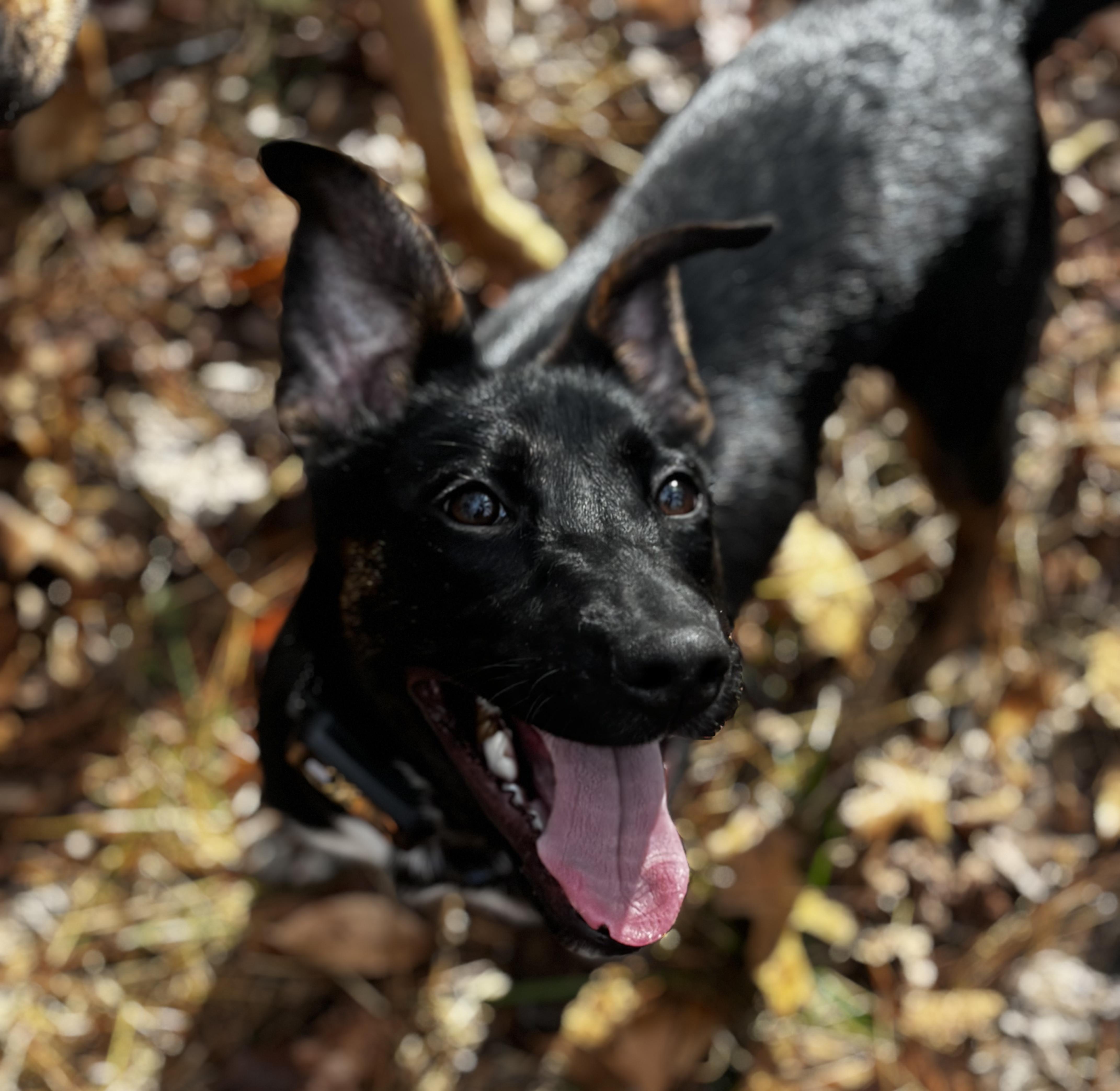Frazier, ADOPTABLE, Puppy Male Belgian Shepherd / Malinois & Terrier.