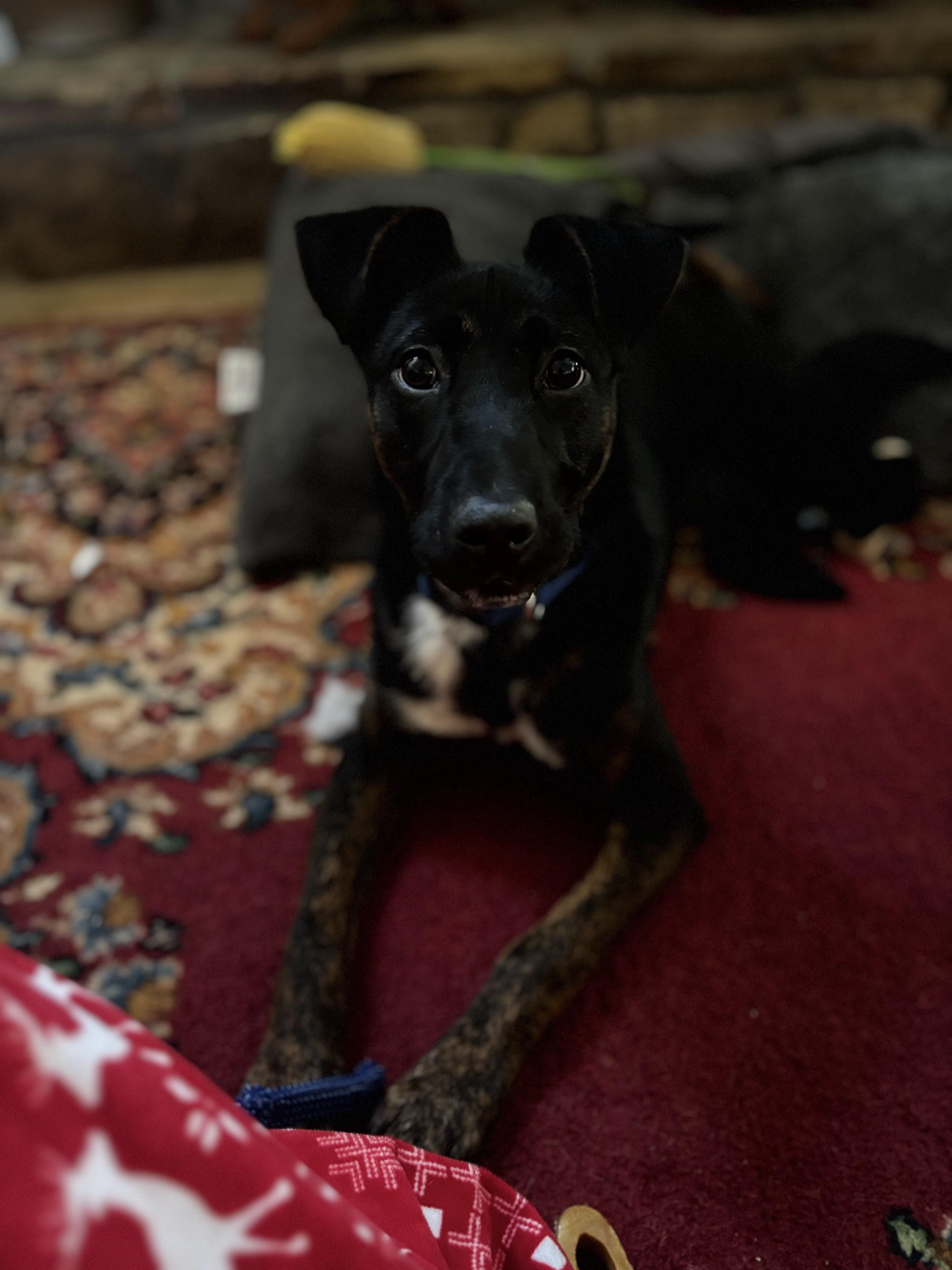 Enlarge Frazier, a ADOPTABLE mixed breed in Cumming, GA image 5/6