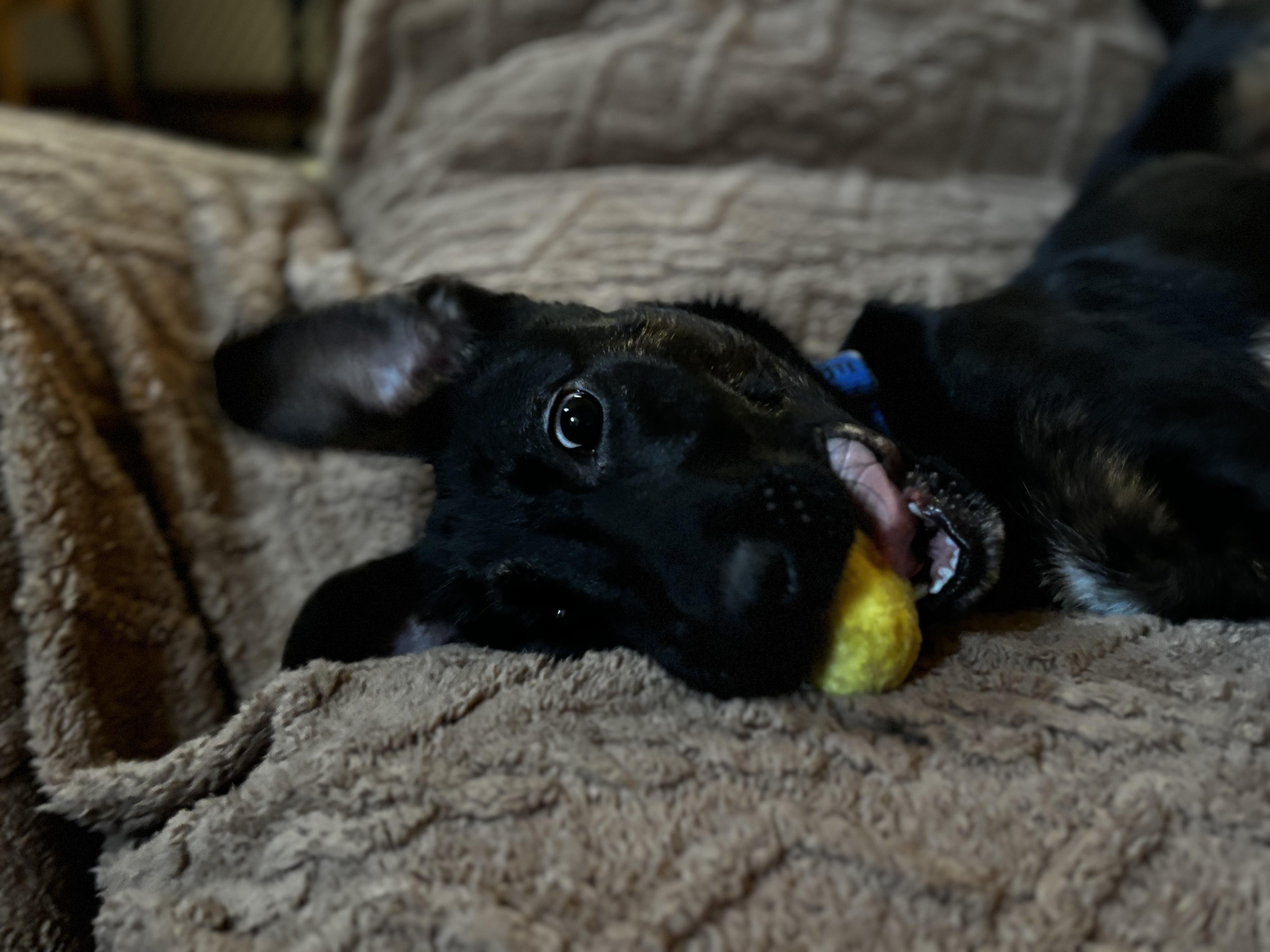 Enlarge Frazier, a ADOPTABLE mixed breed in Cumming, GA image 3/6