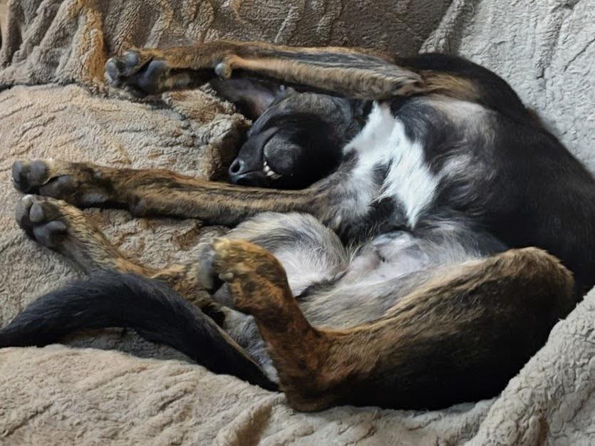 Enlarge Frazier, an adoptable mixed breed in Cumming, GA image 6/6