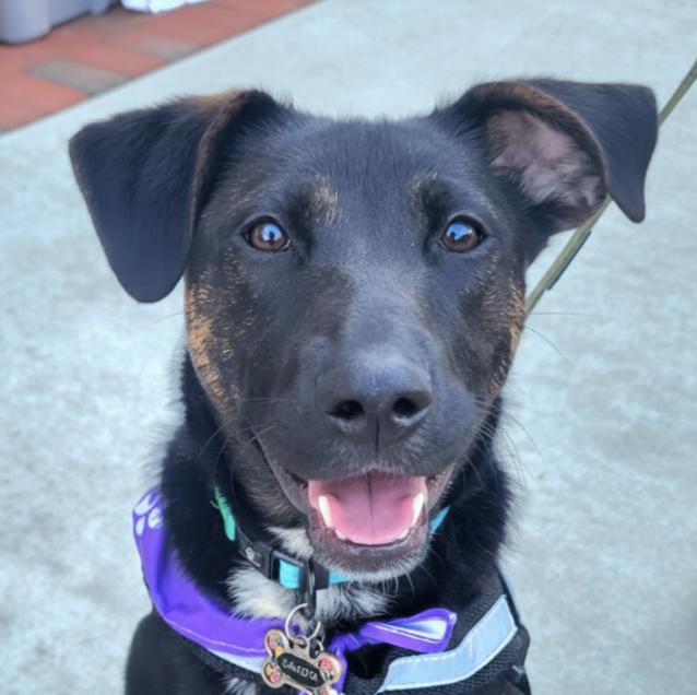 Frazier, Adoptable, Young Male Shepherd & Terrier.