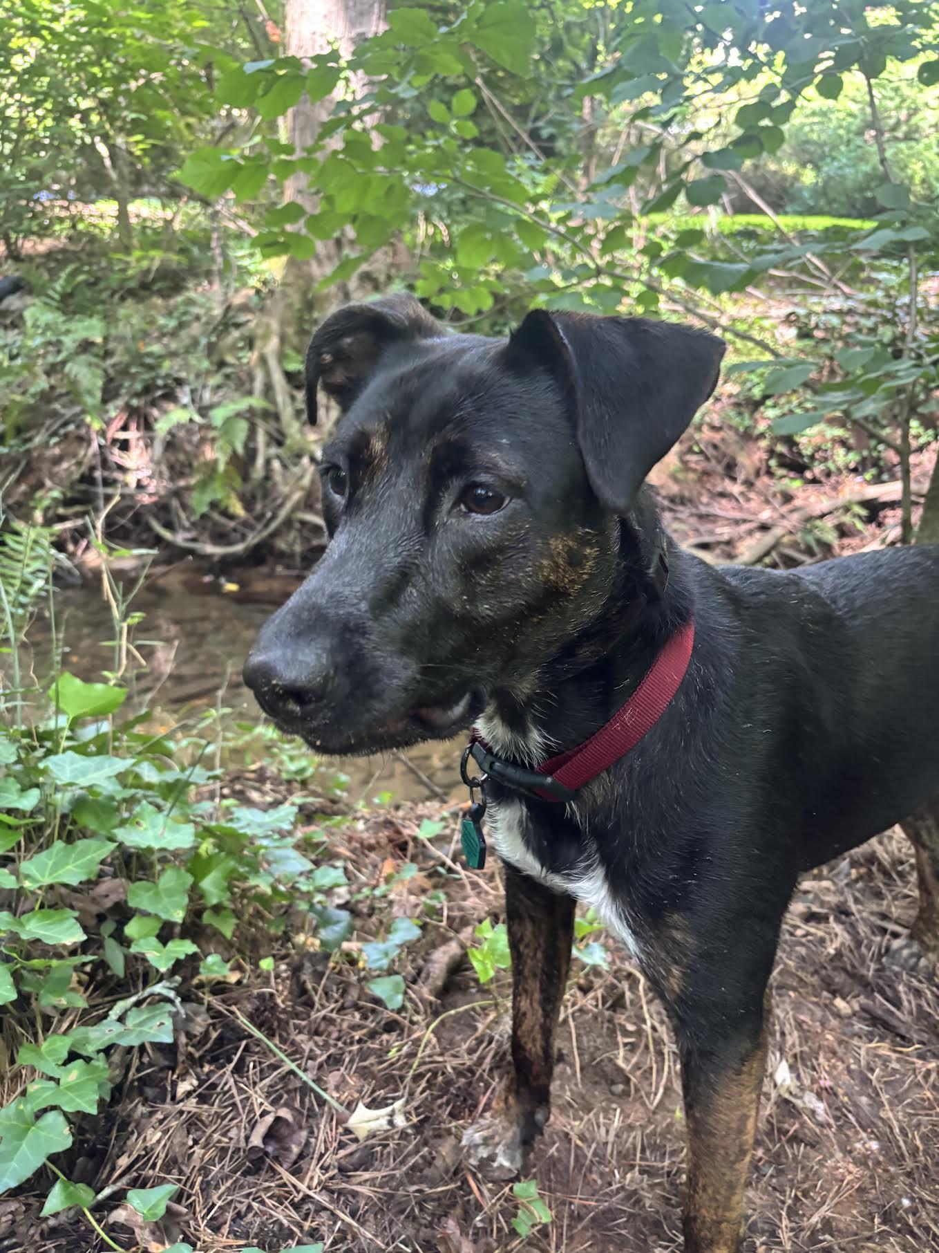 Frazier, an adoptable mixed breed in Cumming, GA image 2/6