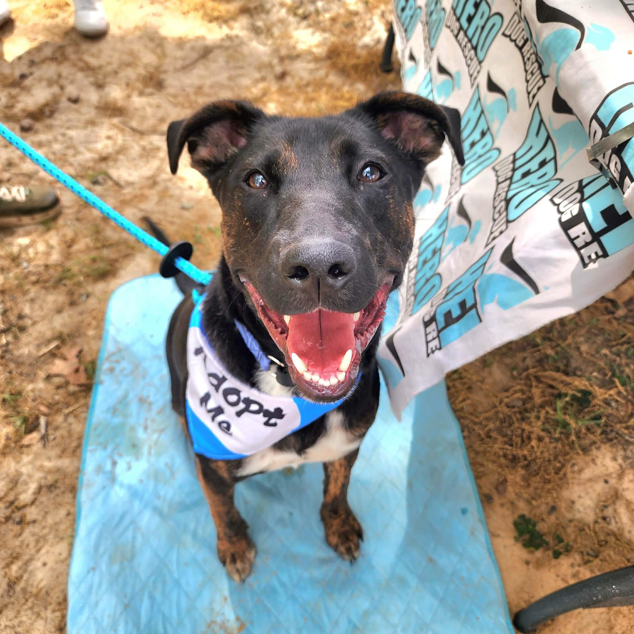 Enlarge Frazier, an adoptable mixed breed in Cumming, GA image 4/6