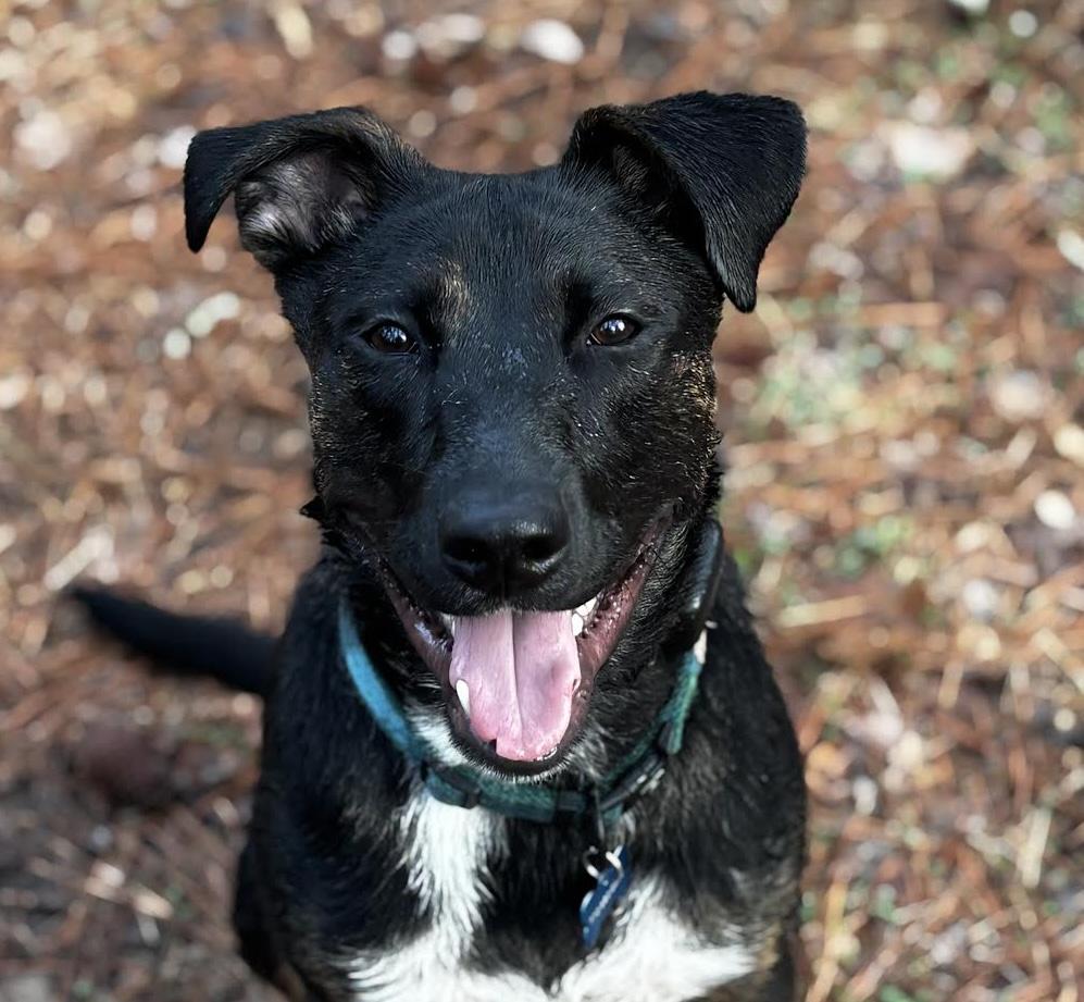 Frazier, adoptable, Puppy Male Belgian Shepherd / Malinois & Terrier.