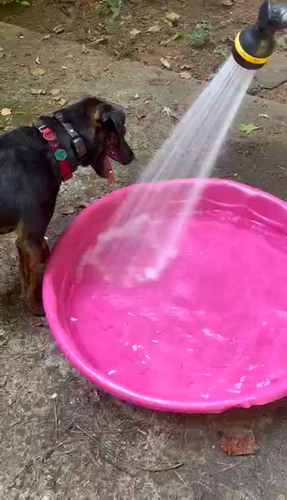 Enlarge Frazier, an adoptable mixed breed in Cumming, GA video 6/6