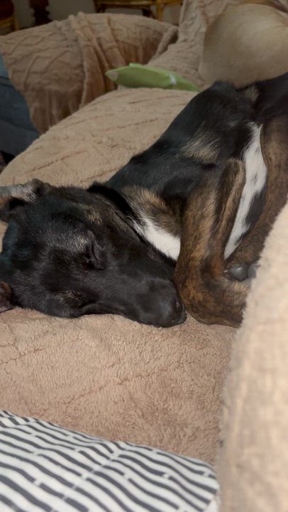 Enlarge Frazier, a ADOPTABLE mixed breed in Cumming, GA video 6/6