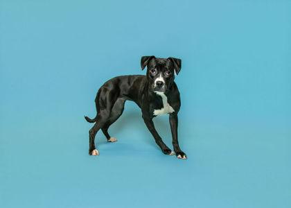 Juniper, Adoptable, Young Female Mixed Breed & Mixed Breed.