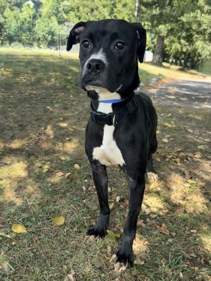 Juniper, a Adoptable Mixed Breed in Knoxville, TN image 2/3