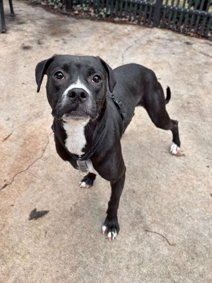 Juniper, a Adoptable Mixed Breed in Knoxville, TN image 3/3