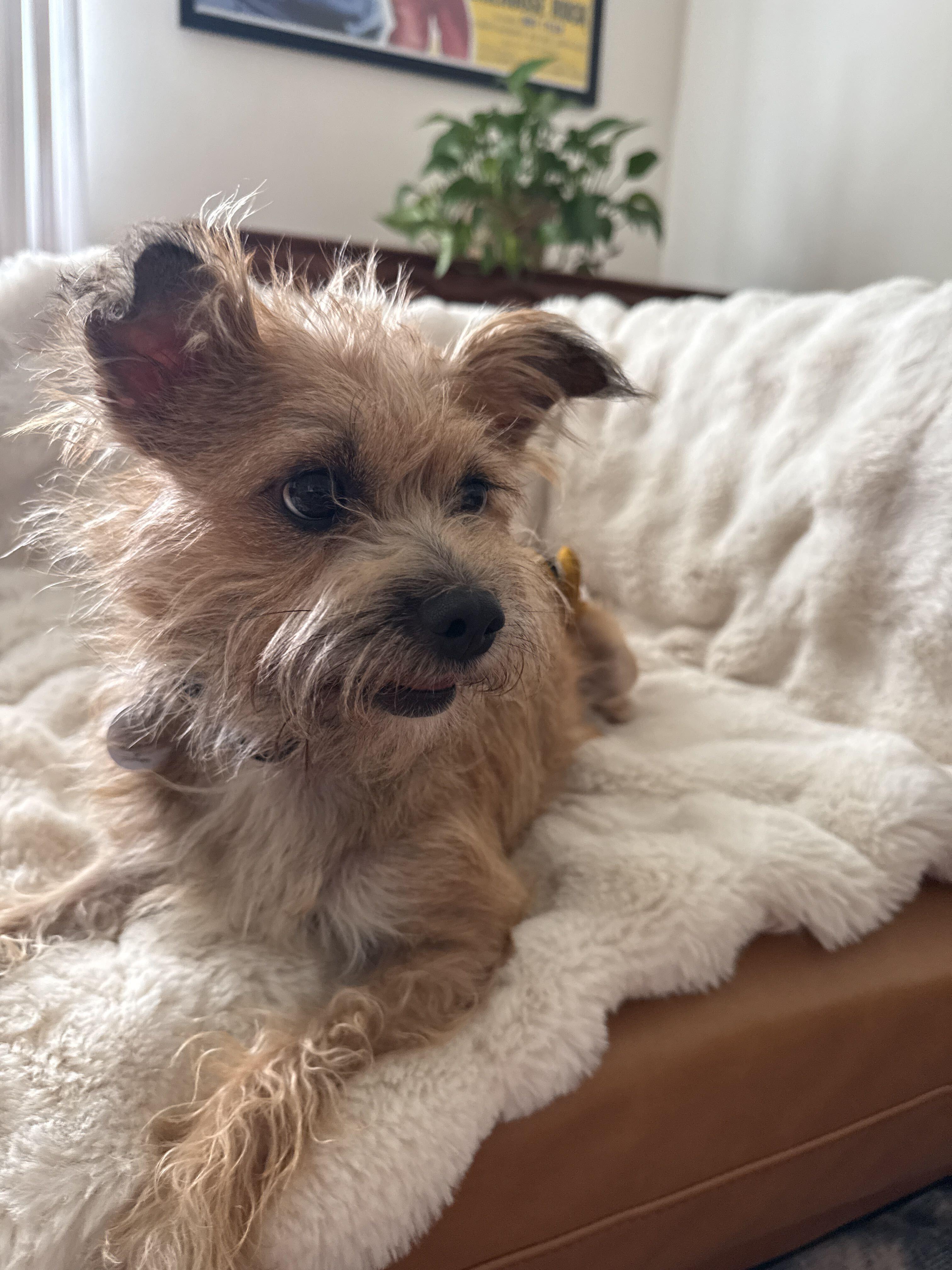 Enlarge Charlette, a Adopted mixed breed in West Hollywood, CA image 3/4
