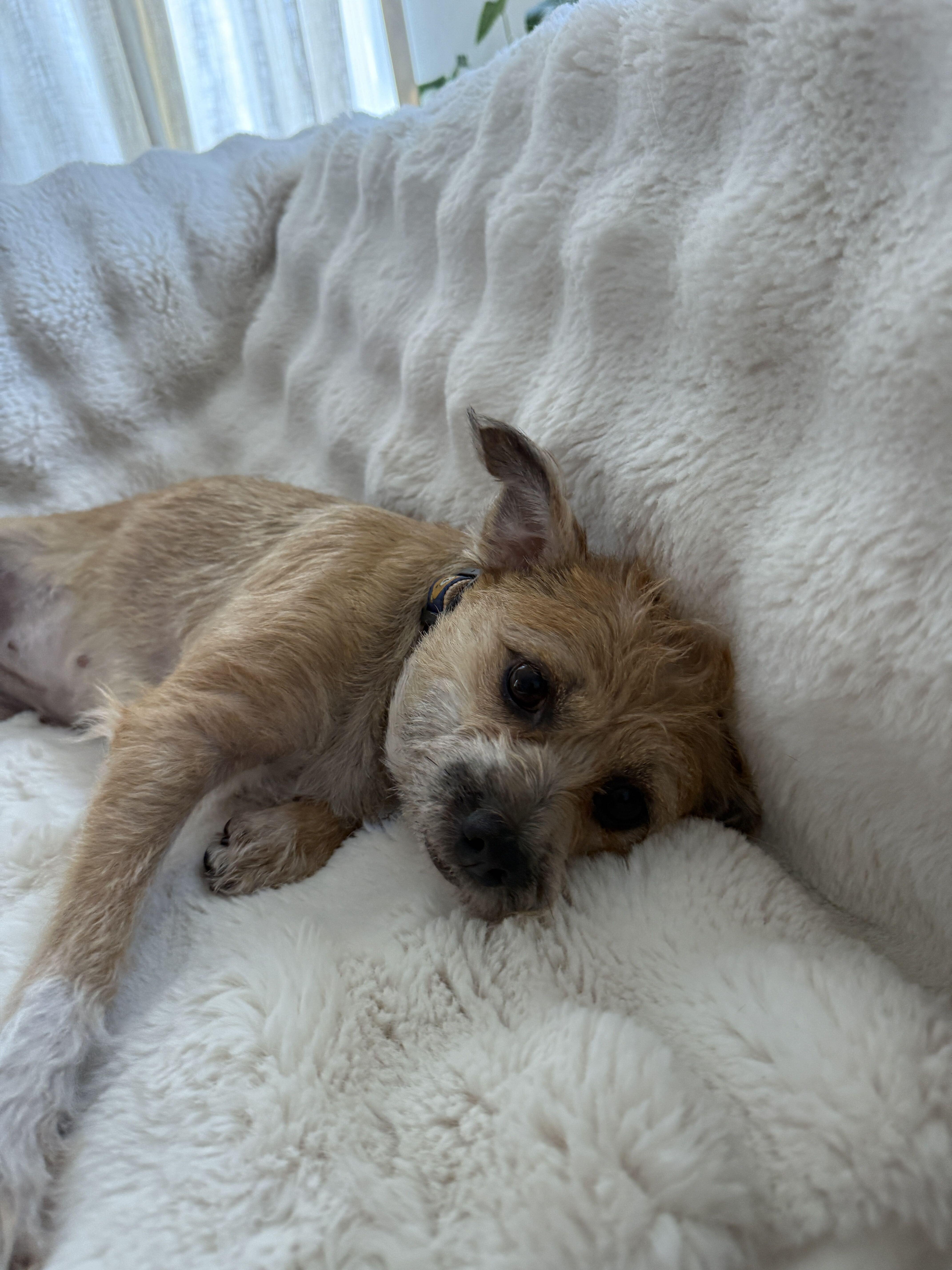 Enlarge Charlette, a Adopted mixed breed in West Hollywood, CA image 4/4