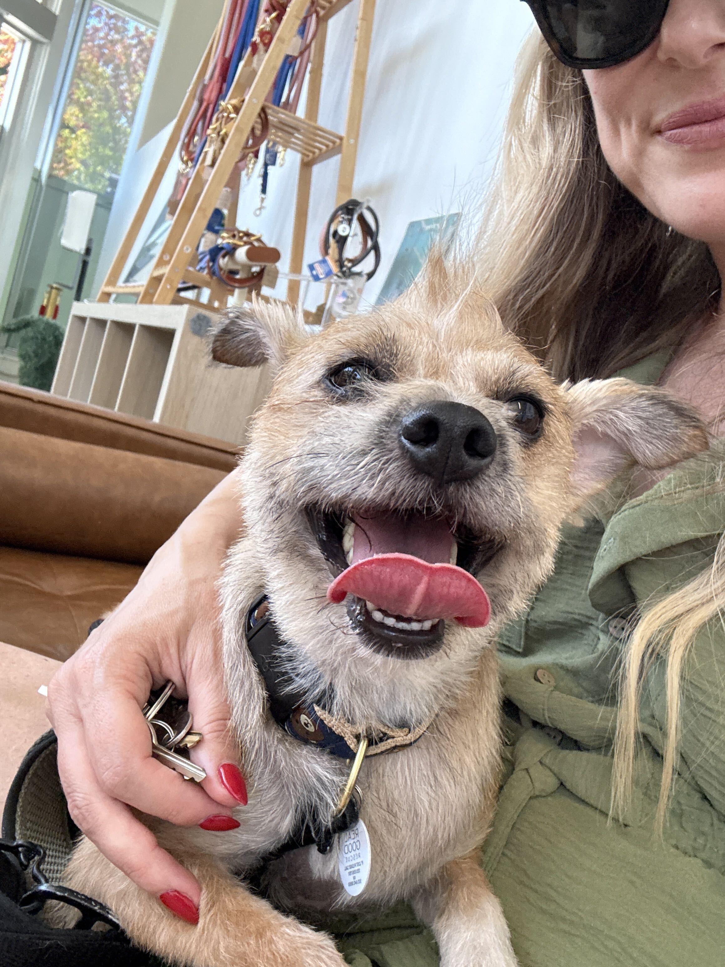 Enlarge Charlette, a Adopted mixed breed in West Hollywood, CA image 2/4