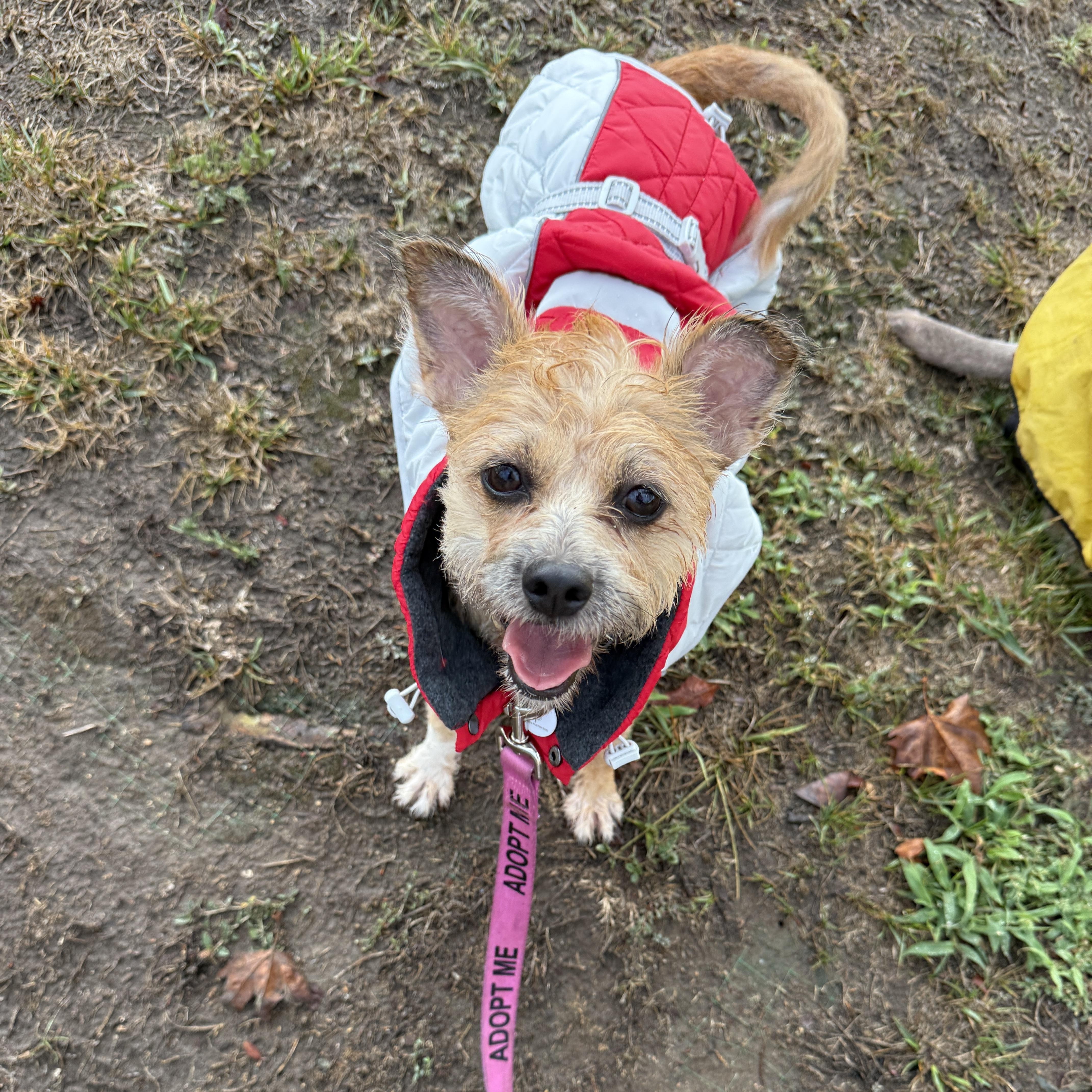Enlarge Charlette, a Adopted mixed breed in West Hollywood, CA image 1/4