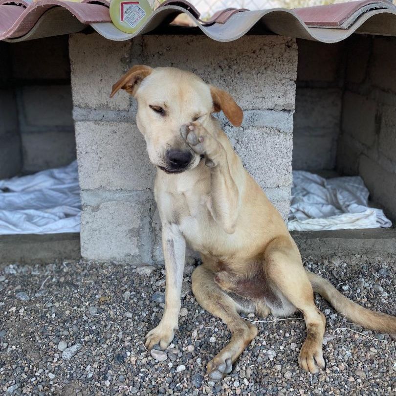 Enlarge Willy, a Adoptable mixed breed in San Diego, CA image 4/6