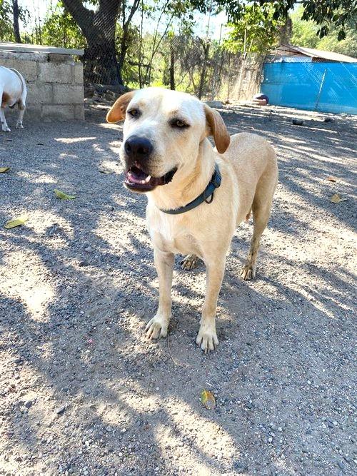 Enlarge Willy, a Adoptable mixed breed in San Diego, CA image 6/6