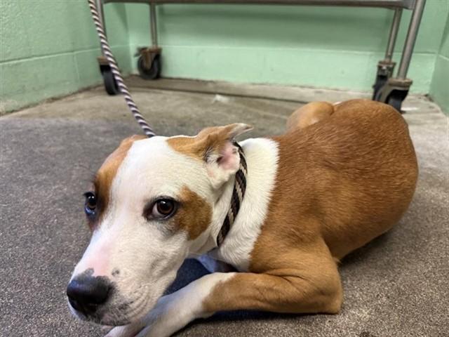 CHEYENNE, Adoptable, Young Female Pit Bull Terrier.