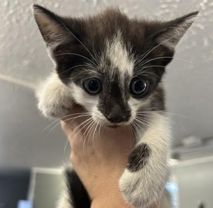 Enlarge Q-Tip, a Adoptable mixed breed in West Memphis, AR image 1/1
