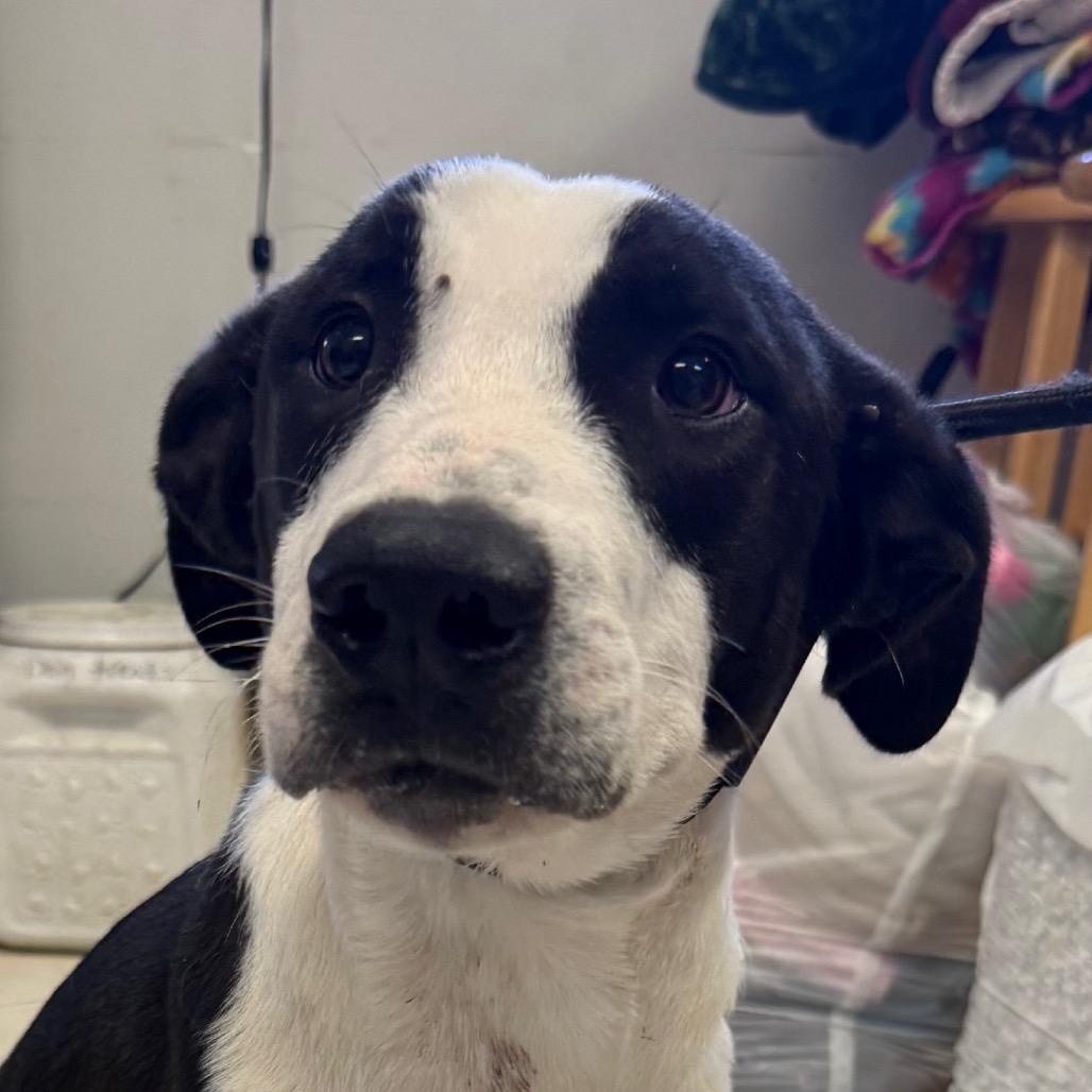 Wylder, Adoptable, Young Male Mixed Breed.