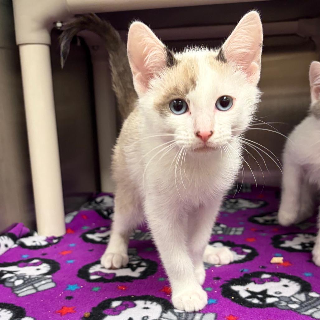 Neptune, Adoptable, Kitten Male Domestic Short Hair.