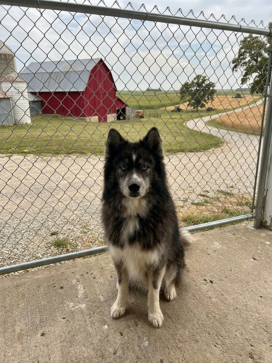 Enlarge Huxley, a Adoptable Siberian Husky in La Motte, IA image 4/4