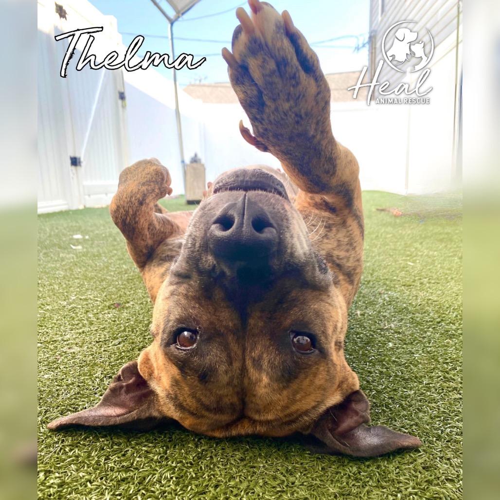 Enlarge Thelma, a Adoptable mixed breed in Youngwood, PA image 1/4