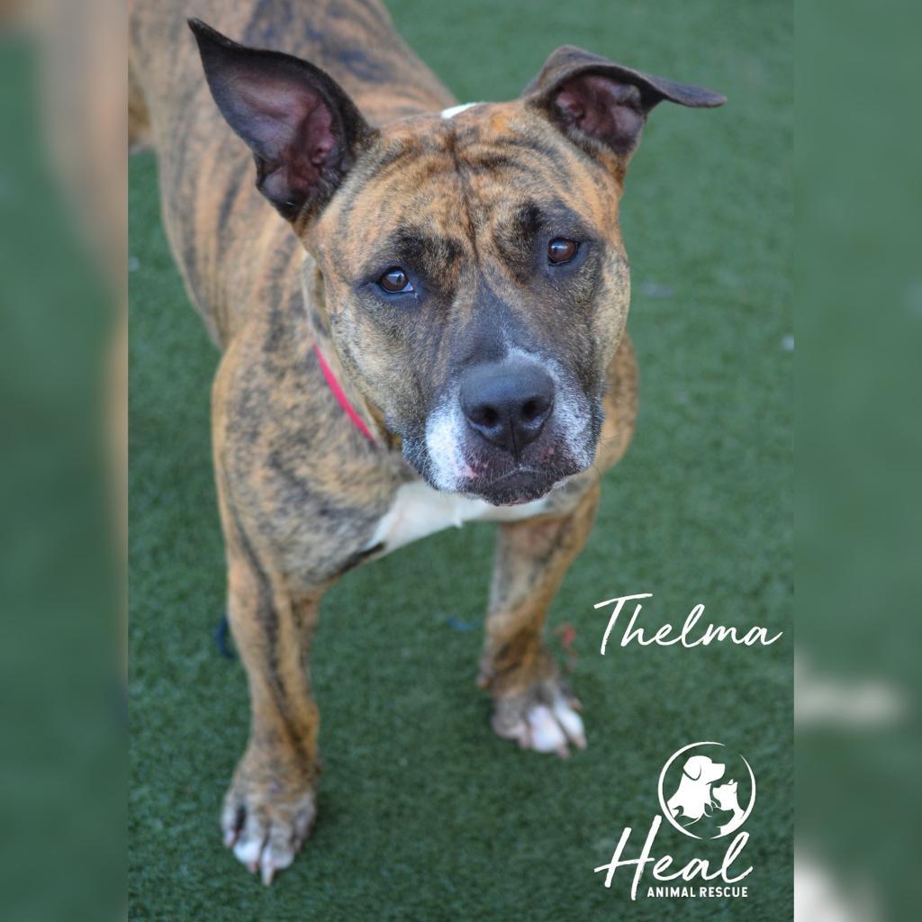 Enlarge Thelma, a Adoptable mixed breed in Youngwood, PA image 2/3