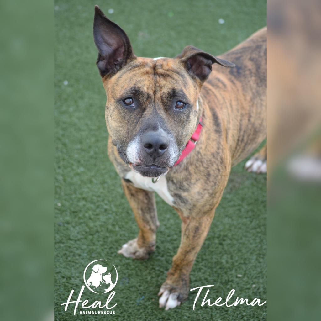 Enlarge Thelma, a Adoptable mixed breed in Youngwood, PA image 3/3