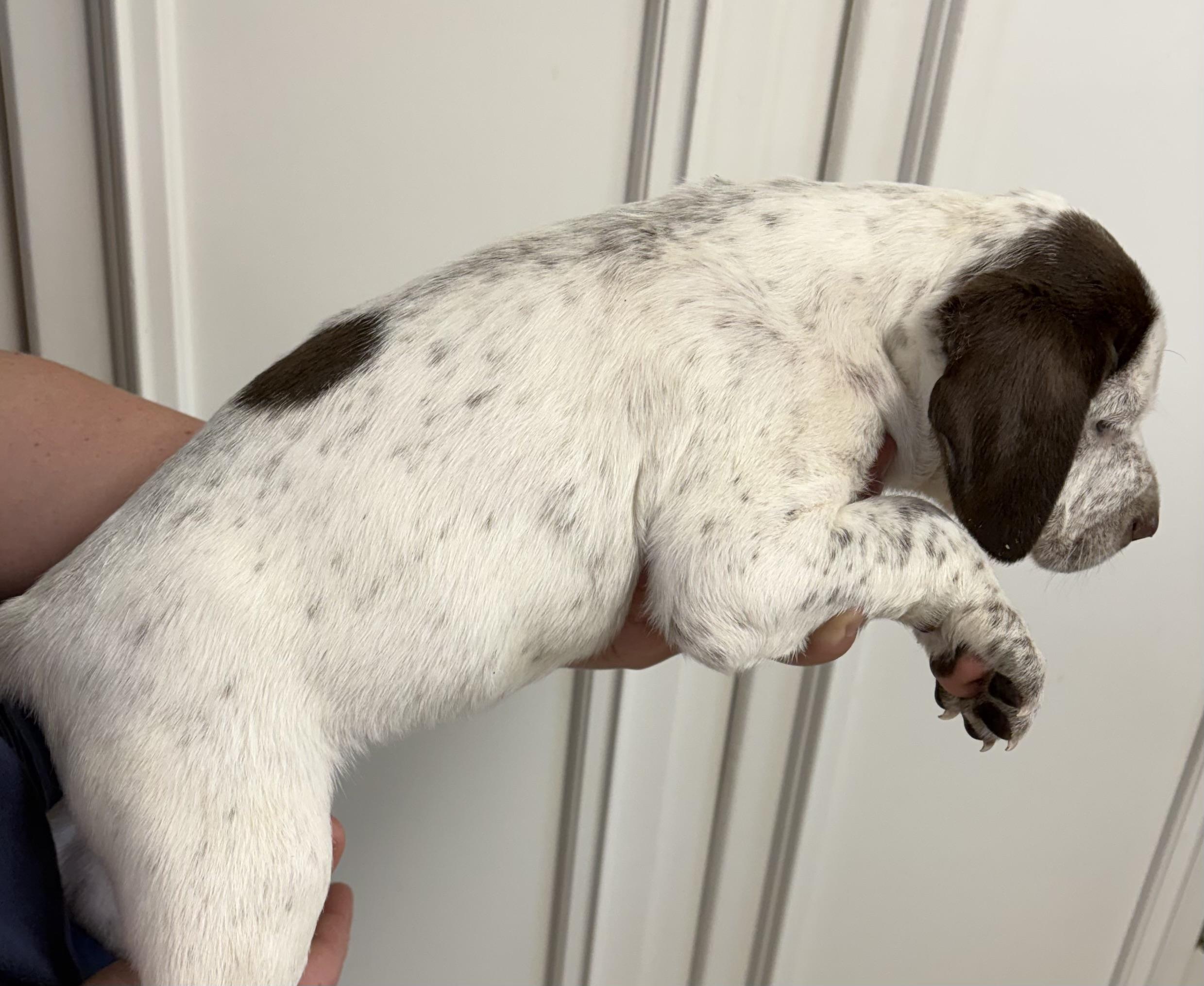 Enlarge CHARLIE, a ADOPTABLE mixed breed in Dumont, NJ image 4/4