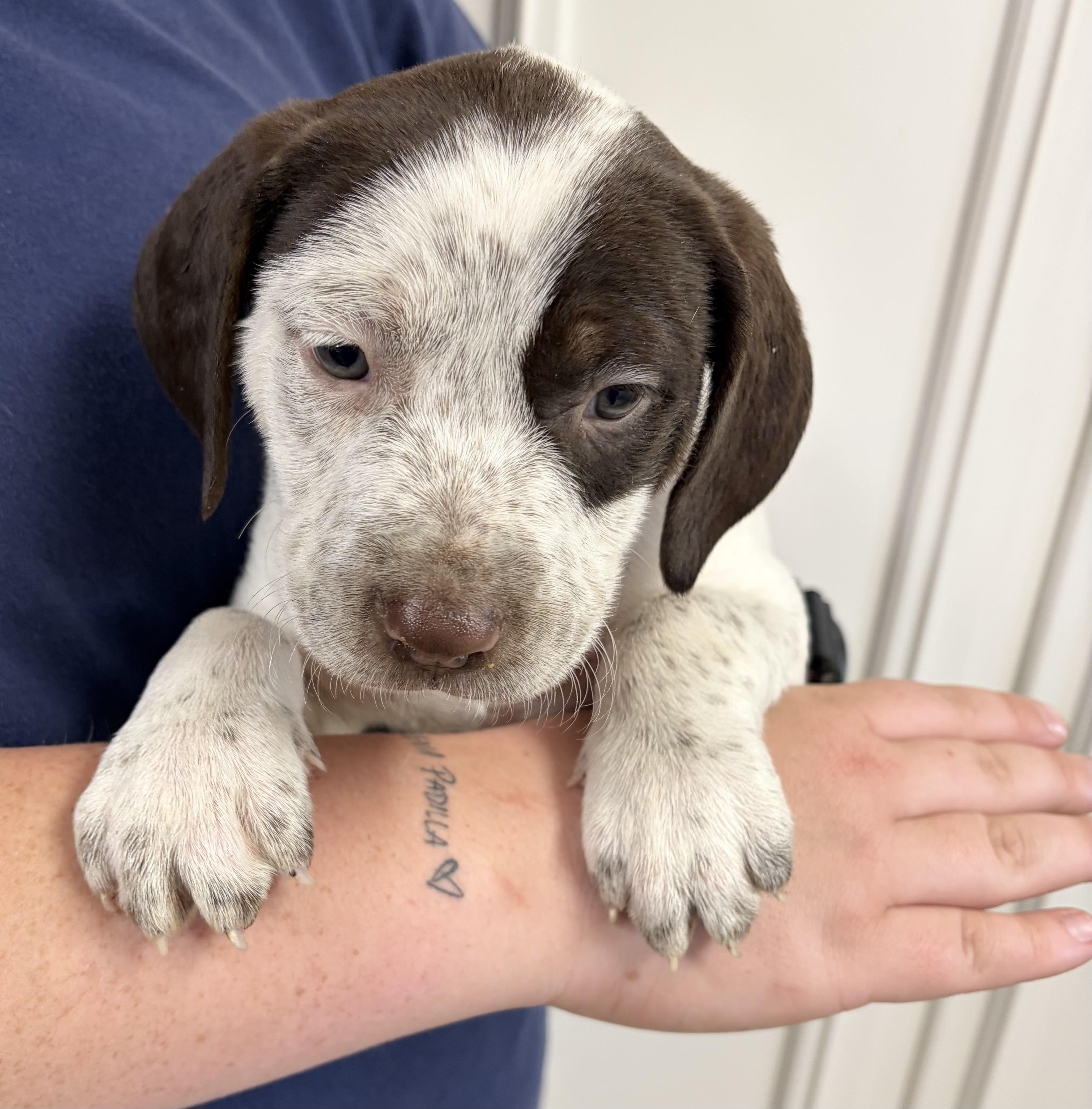 Enlarge CHARLIE, a ADOPTABLE mixed breed in Dumont, NJ image 3/4