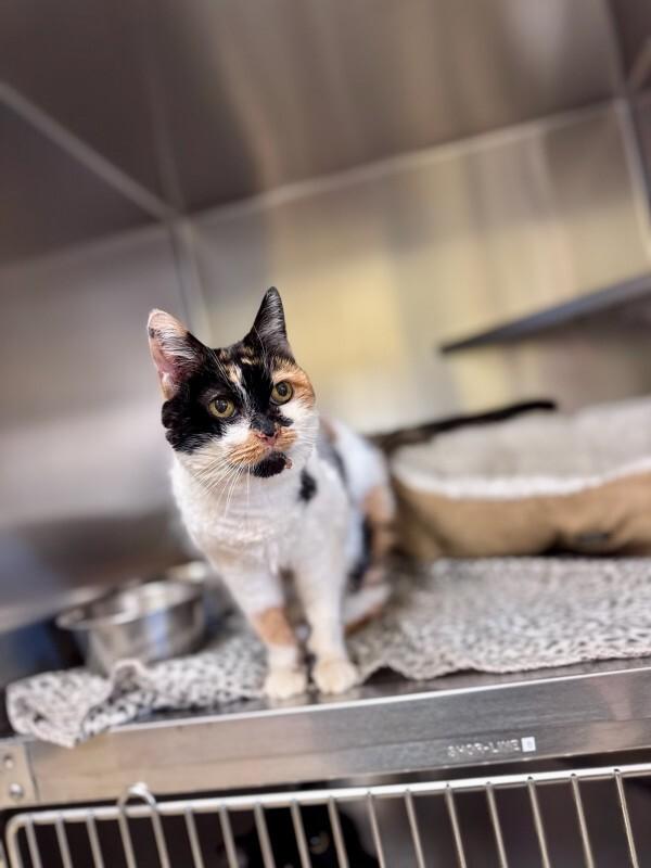 Enlarge Frannie, a Adoptable Domestic Short Hair in Wooster, OH image 2/3