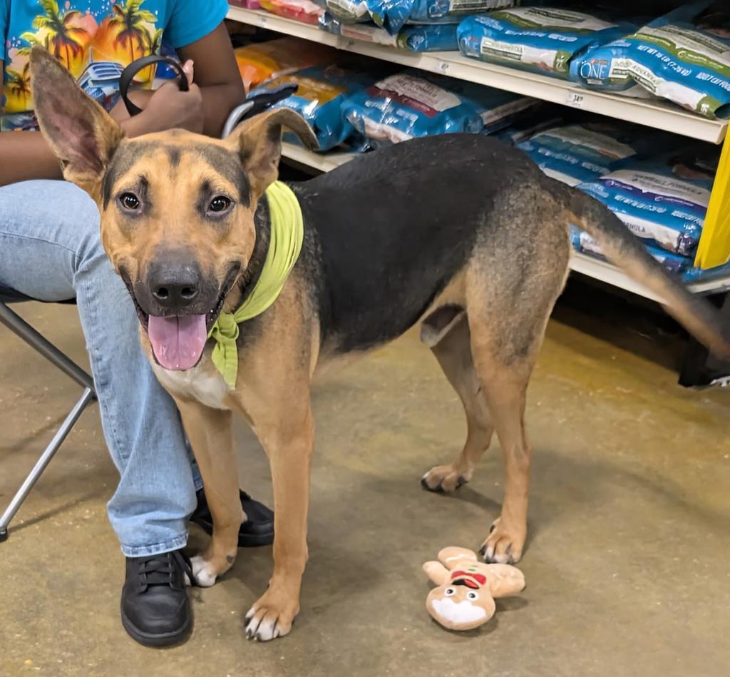 Scrub, Adoptable, Young Male Mixed Breed.