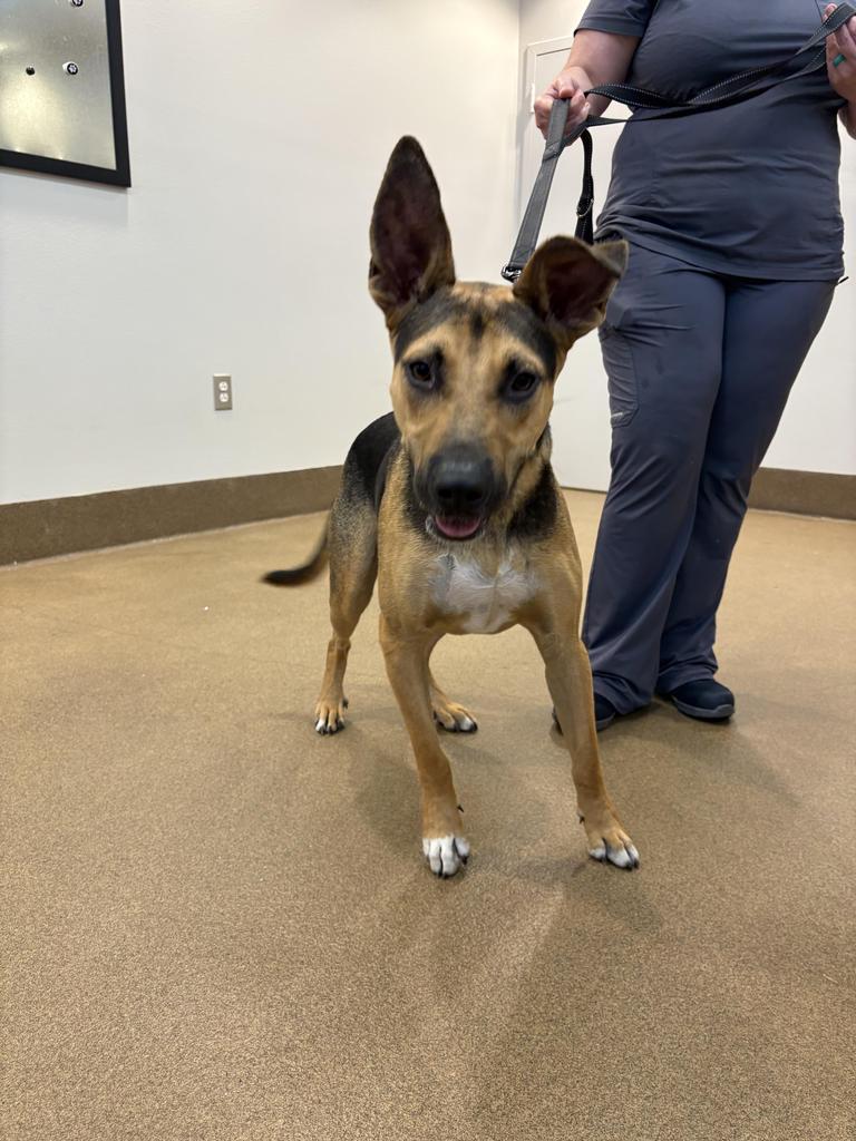 Scrub, a Adoptable mixed breed in Florence, SC image 2/4