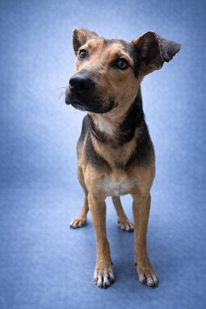 Scrub, a Adoptable mixed breed in Florence, SC image 3/4