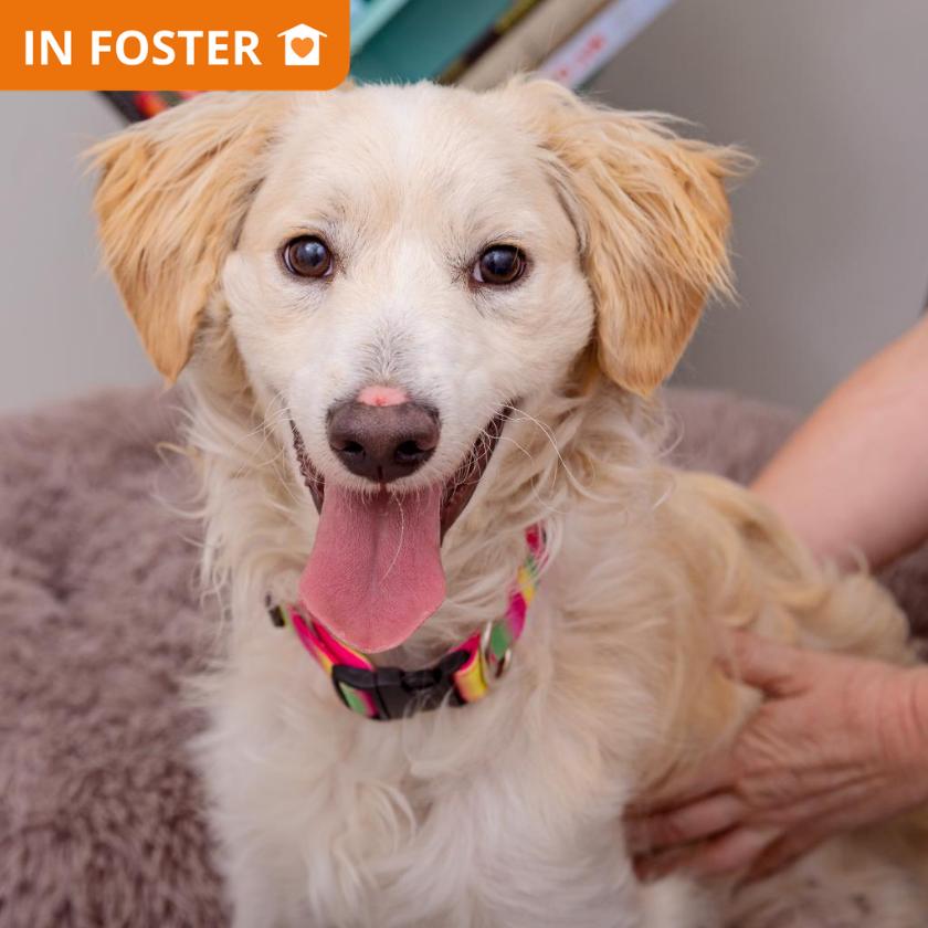 Enlarge Sesame, a Adoptable mixed breed in Los Angeles, CA image 2/5